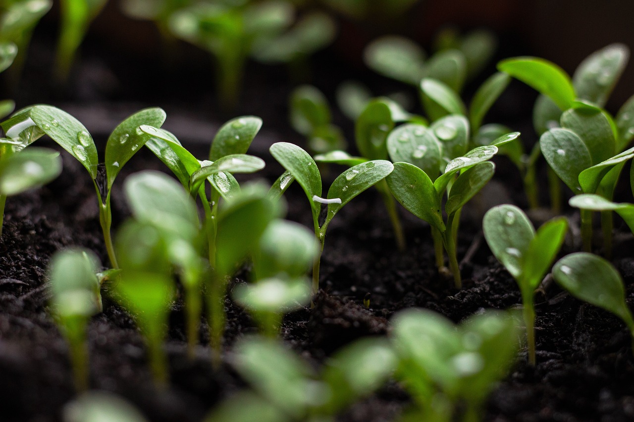 découvrez comment le développement durable vise à équilibrer la croissance économique, la protection de l'environnement et l'équité sociale. apprenez les stratégies et les initiatives qui favorisent un avenir plus responsable et respectueux des ressources de notre planète.